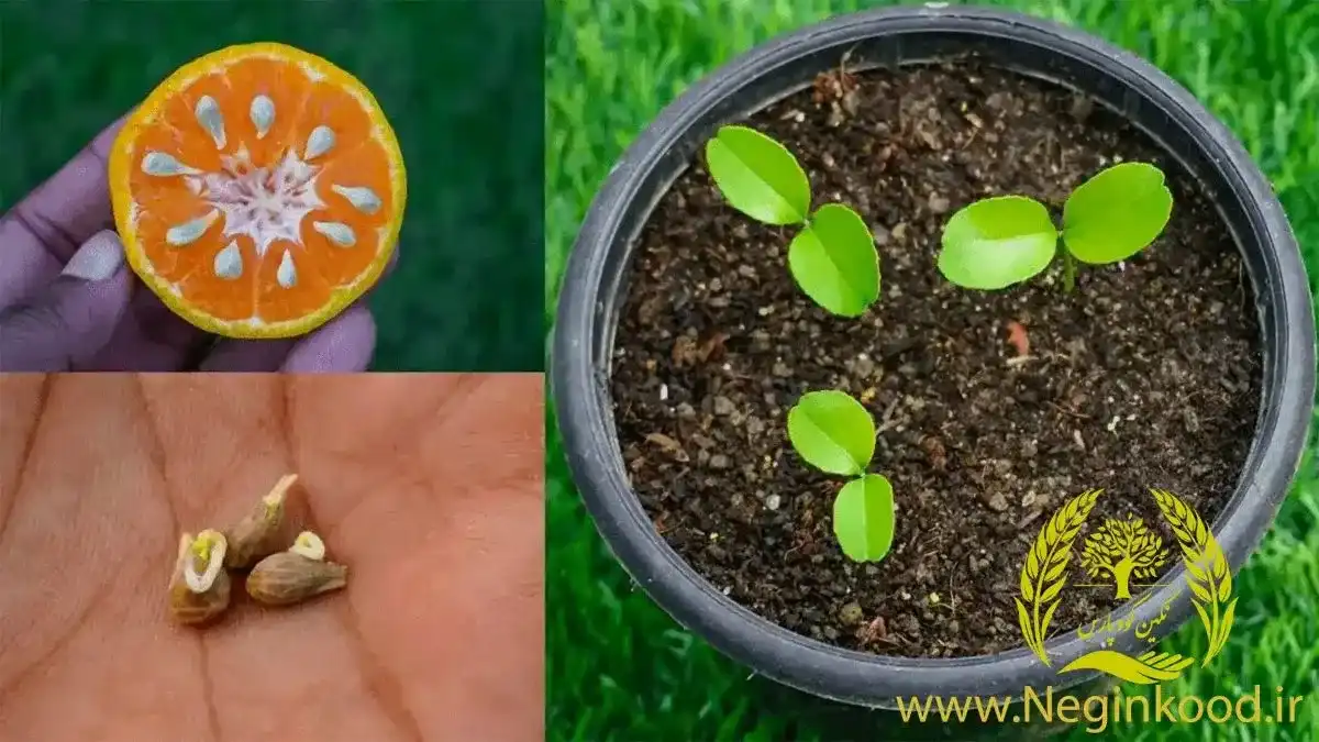 صفر تا صد کاشت درخت پرتقال