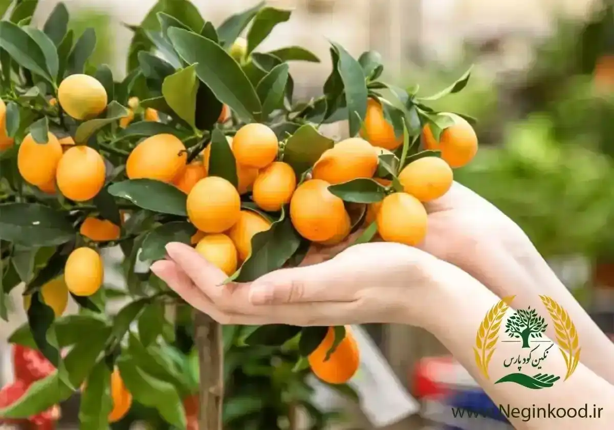 صفر تا صد کاشت درخت پرتقال