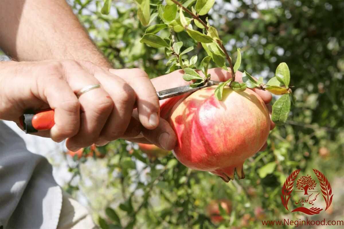 کاشت و برداشت درخت انار