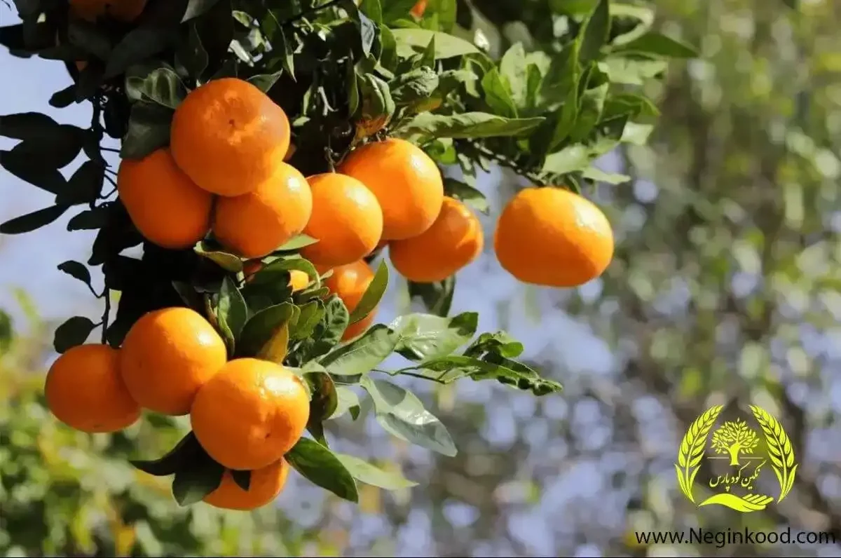 2 روش پرورش نارنگی