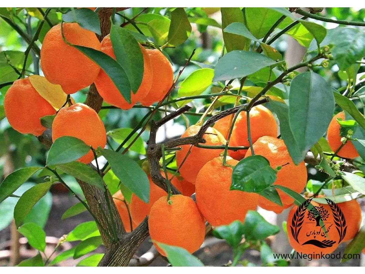 2 روش پرورش نارنگی