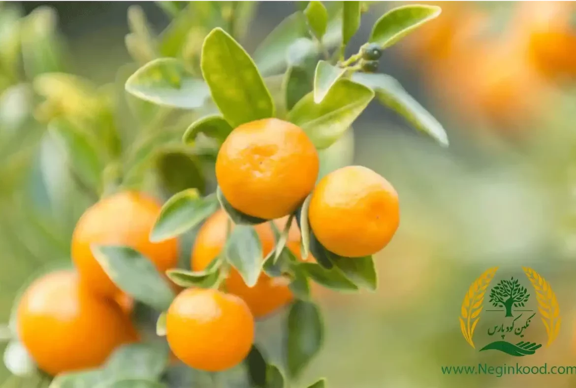 2 روش پرورش نارنگی