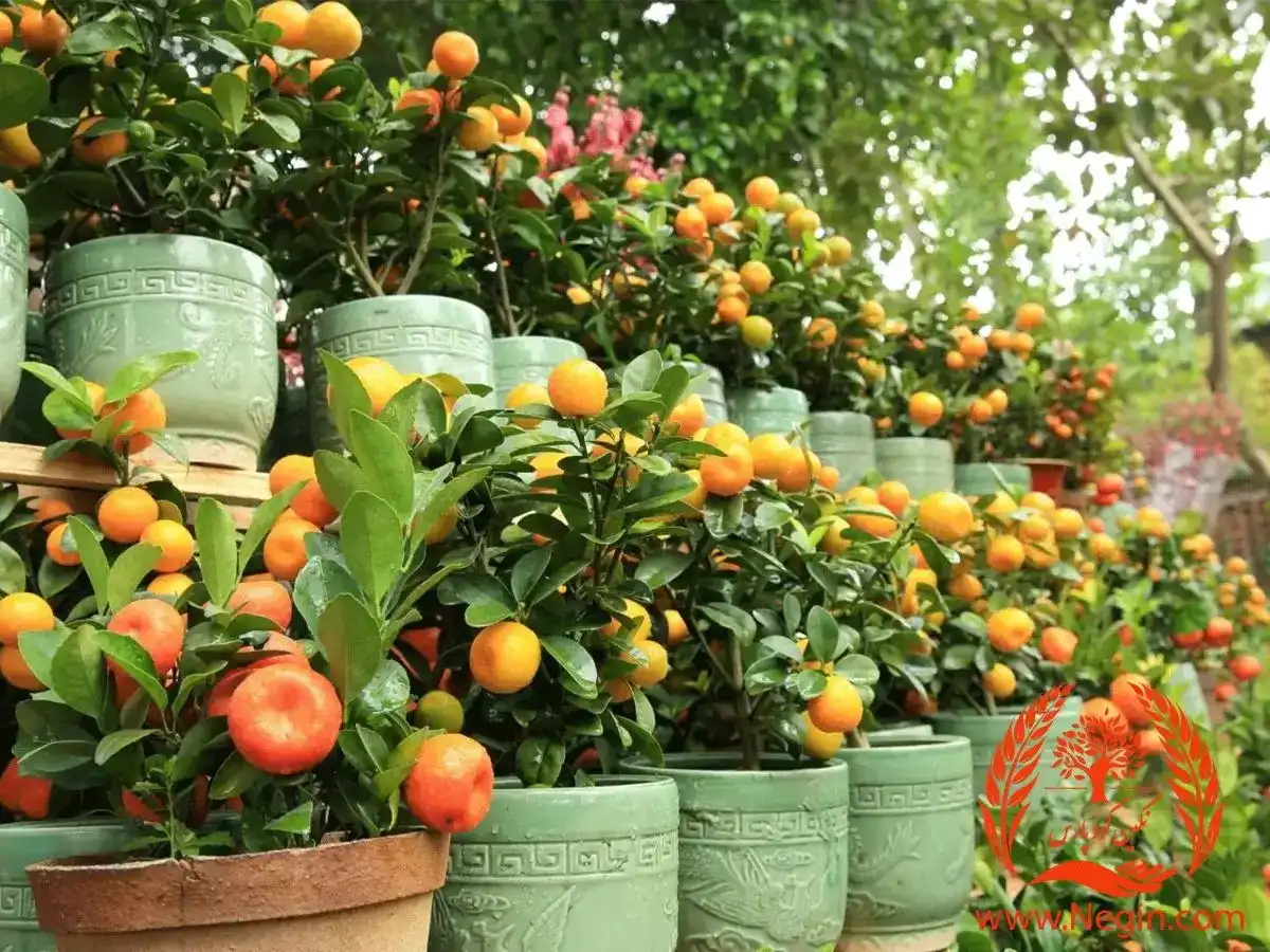 2 روش پرورش نارنگی